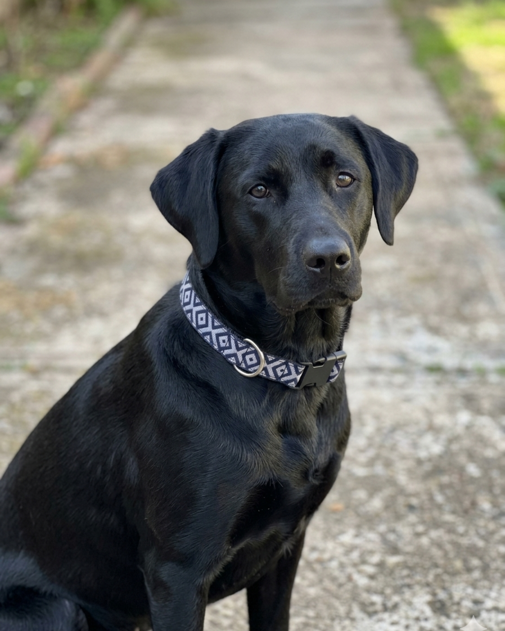 Collar para Perros Biobío - Colección Inspiración Chilena