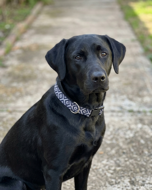 Collar para Perros Biobío - Colección Inspiración Chilena